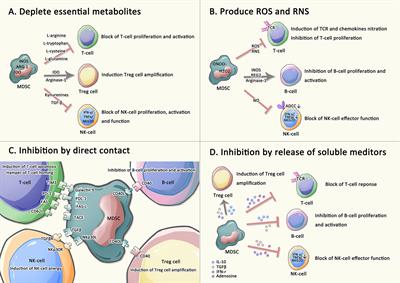 Myeloid-derived suppressor cell: A crucial player in autoimmune diseases